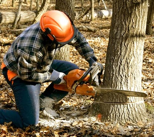 Tree Removal in Gothenburg, NE